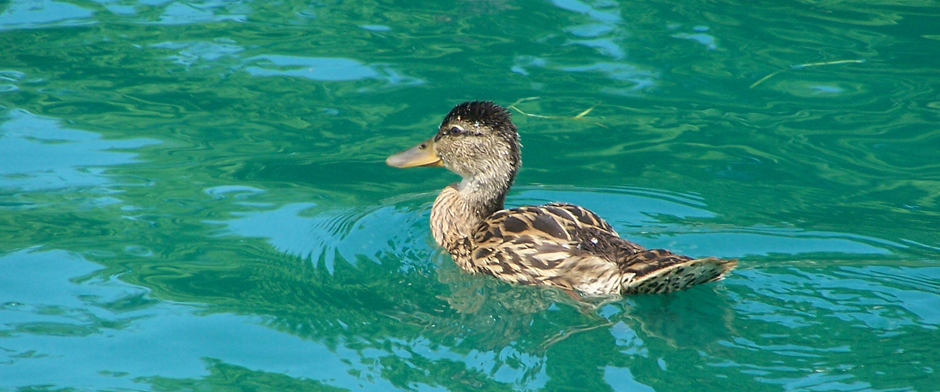 Hickory Lakes Duck